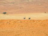 Africa 173